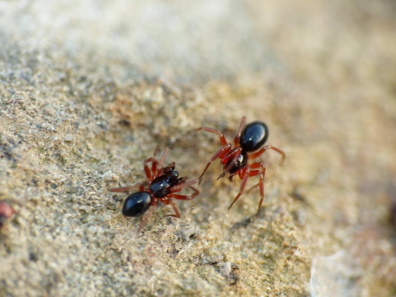 Coppia di Linyphiidae Erigoninae - Tolfa (RM)